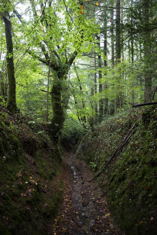 La Colline Des Renards Chambres Locmaria-Berrien Exterior foto