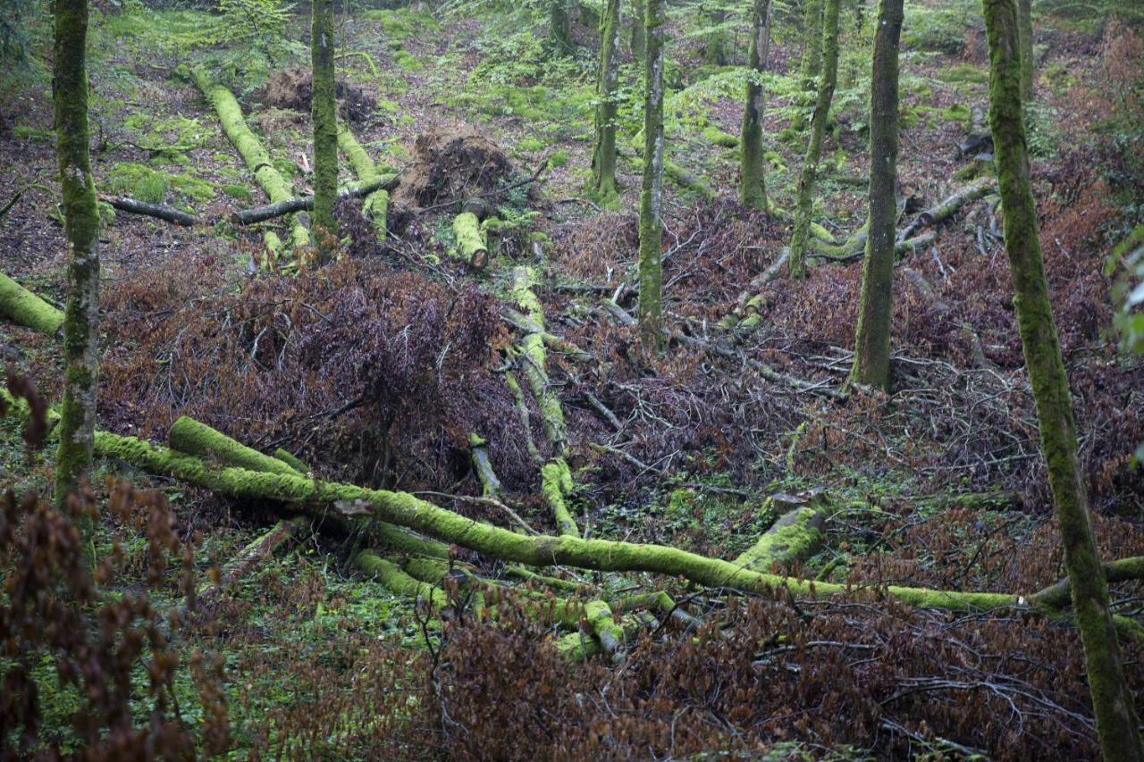 La Colline Des Renards Chambres Locmaria-Berrien Exterior foto